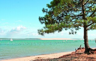 Una playa con un árbol, agua turquesa cristalina y un velero a lo lejos.