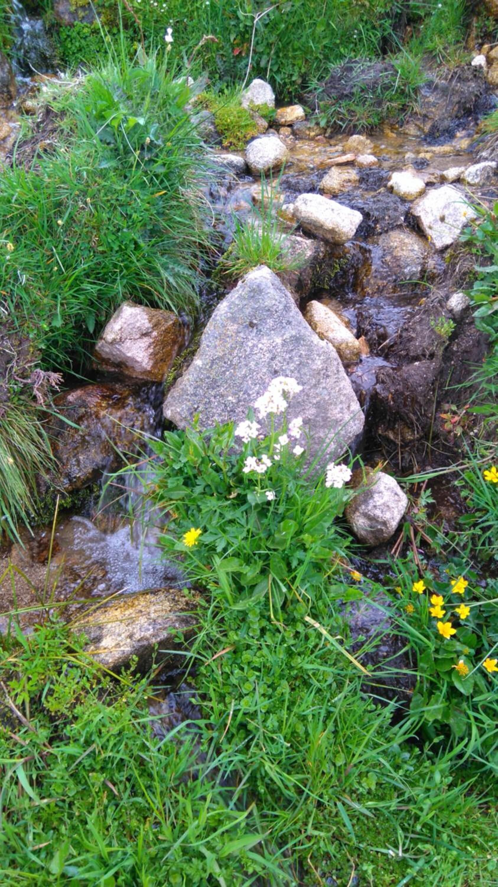 Um riacho natural com pedras e vegetação.