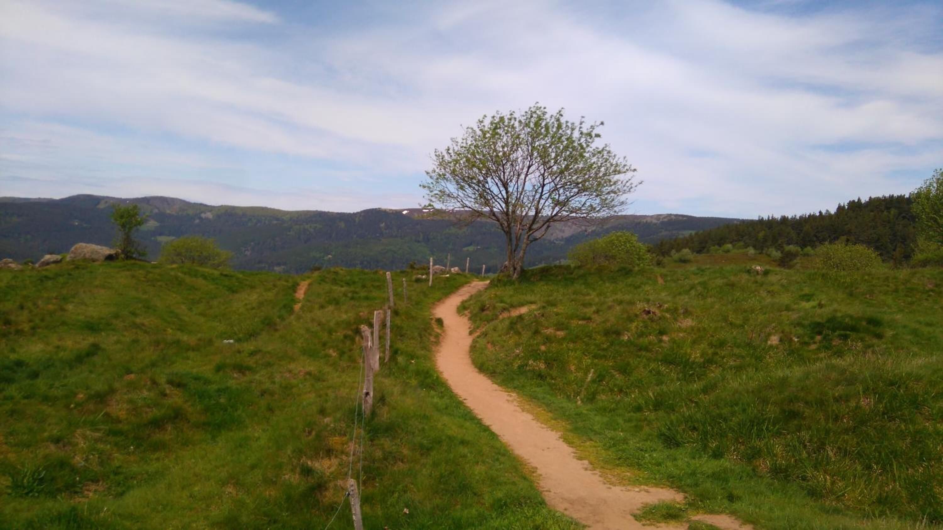 A dirt path leading through a grassy field with a tree in the center and mountains in the background.