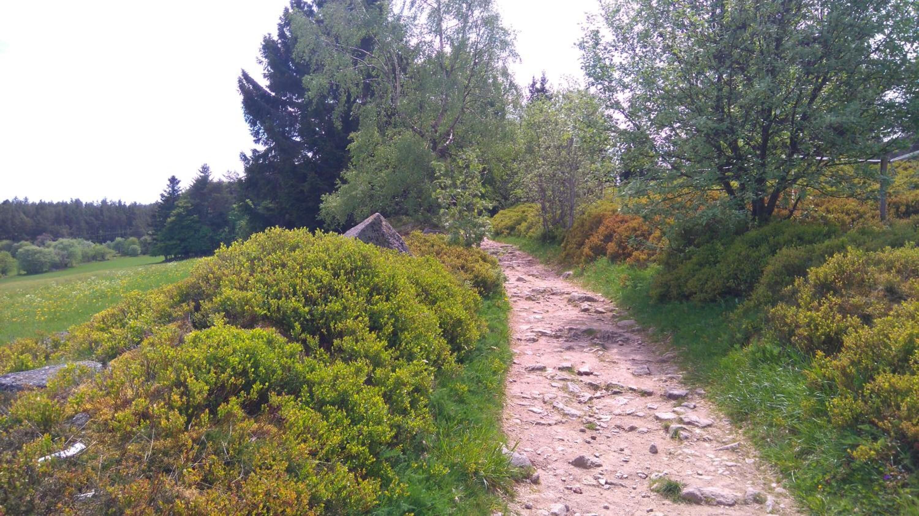 Een onverhard pad, omgeven door dichte struiken en bomen, dat leidt naar een bebost gebied.