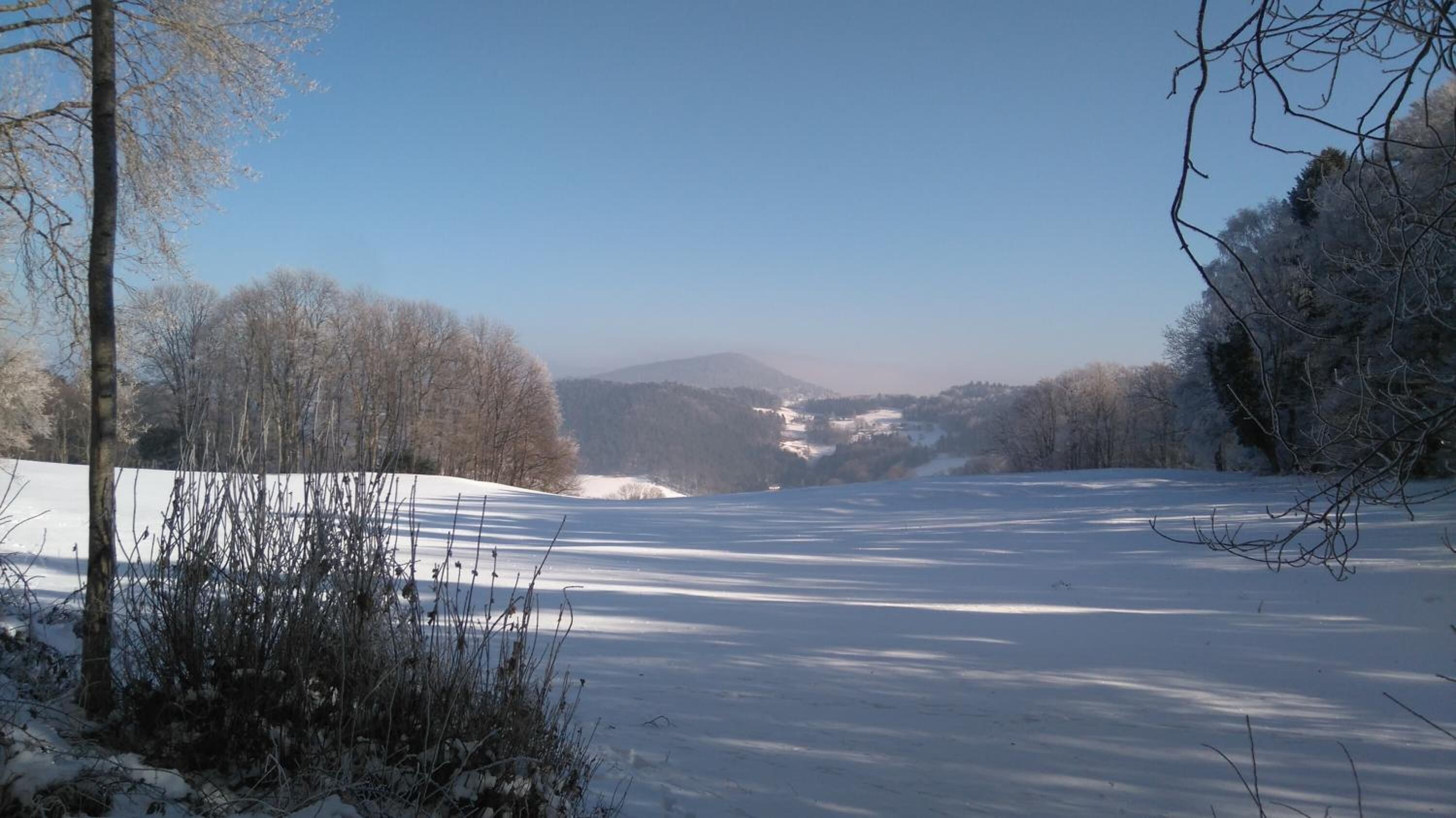 A snowy landscape with trees and a mountain in the background.