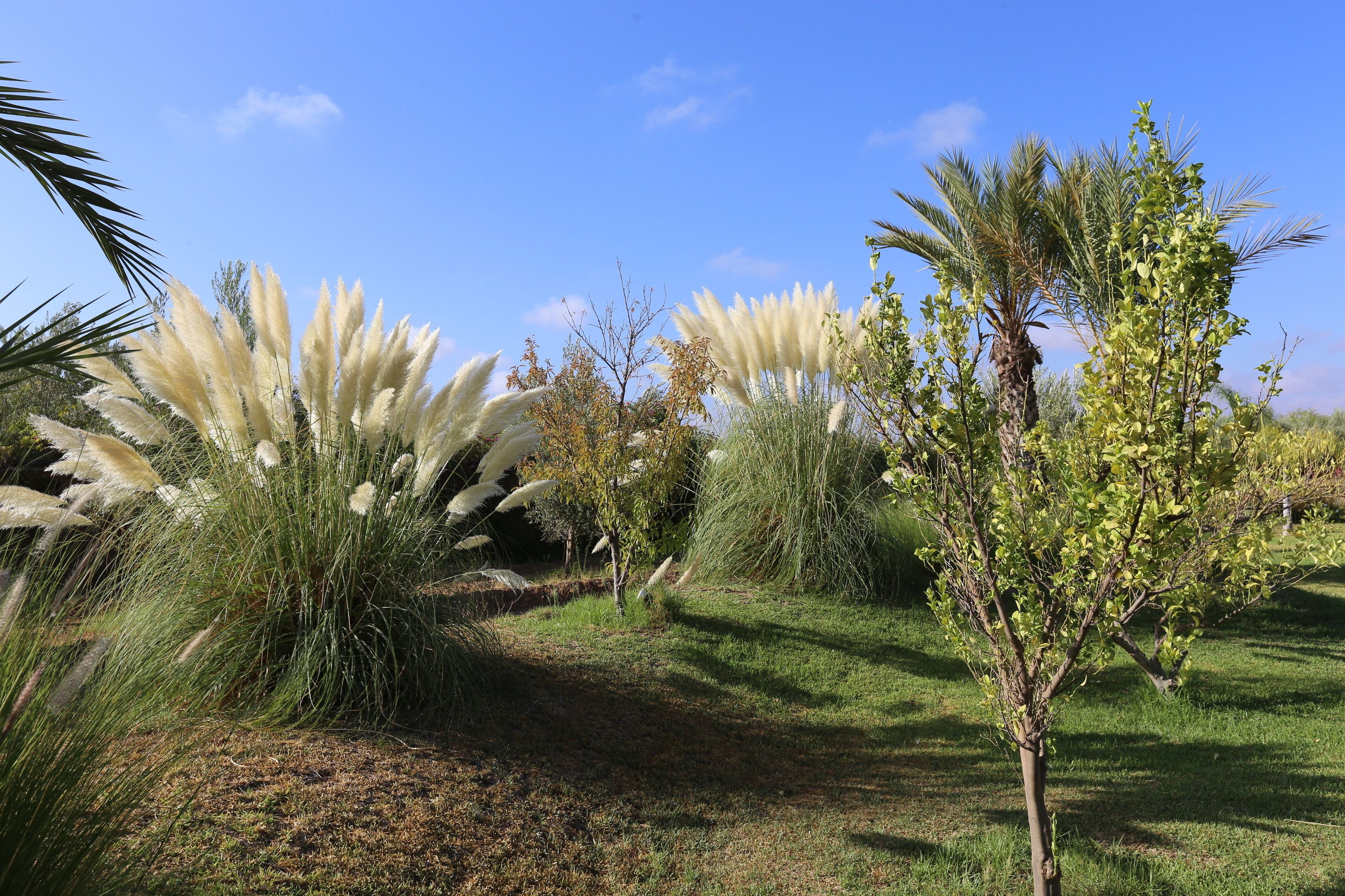 A landscaped garden with various plants and trees, including tall grasses and a palm tree.
