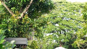 An infinity pool with a lounge area, surrounded by lush greenery and a large umbrella. - Aruntara Riverside Boutique Hotel (Chiang Mai)