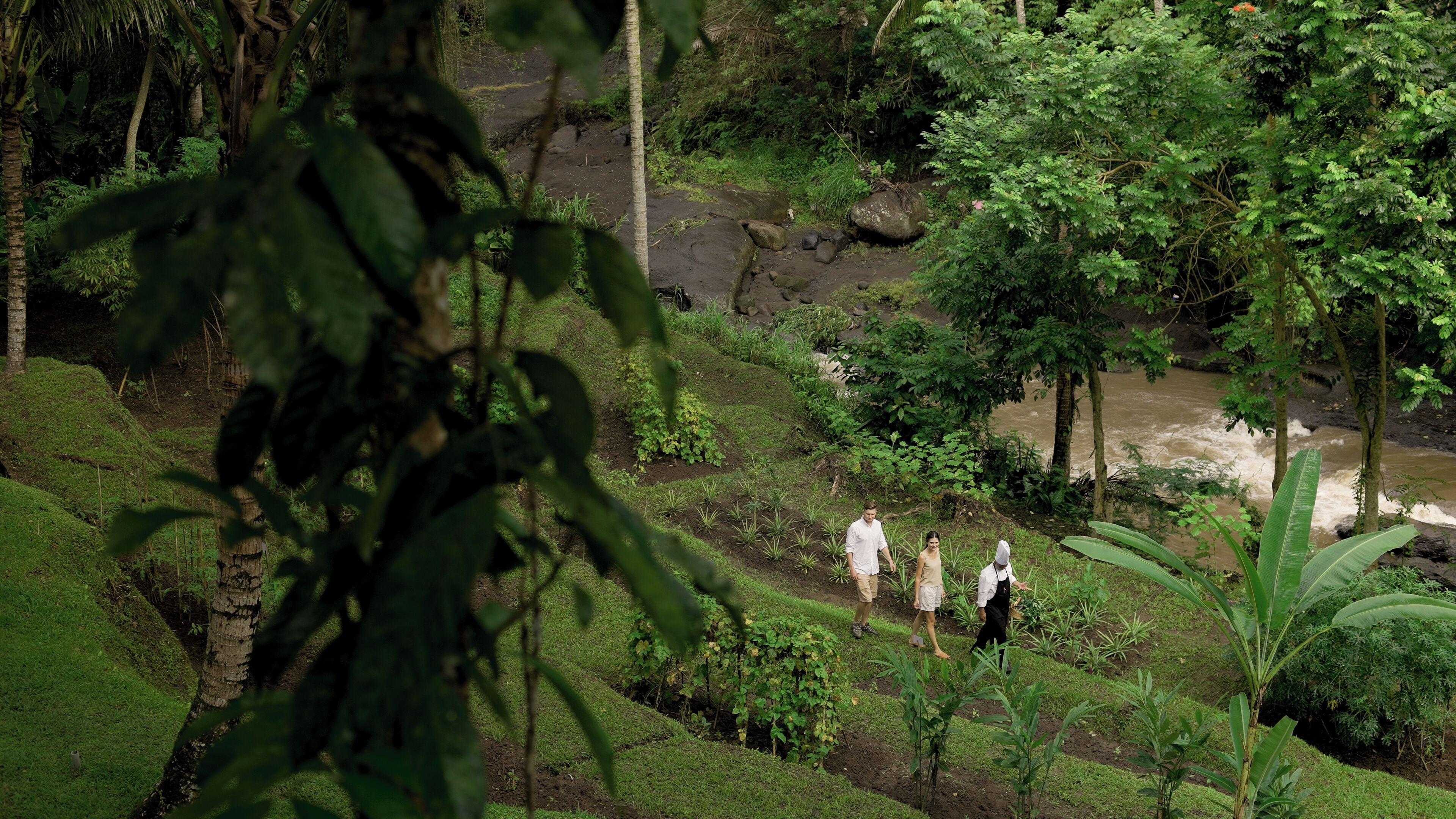 A lush garden with a stream, surrounded by dense foliage and trees.