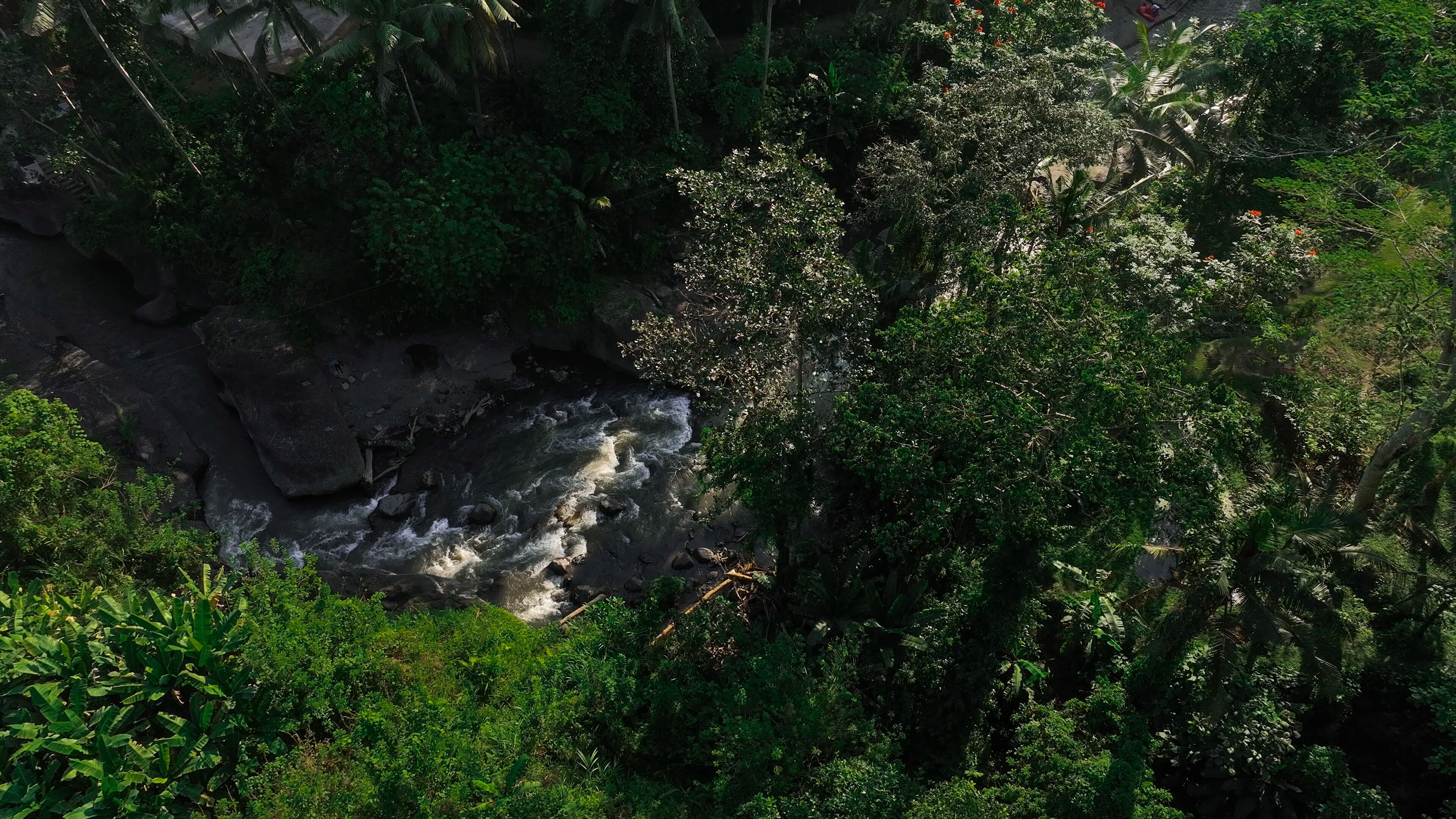 Un río serpentea a través de un bosque denso con terreno rocoso y abundante vegetación.