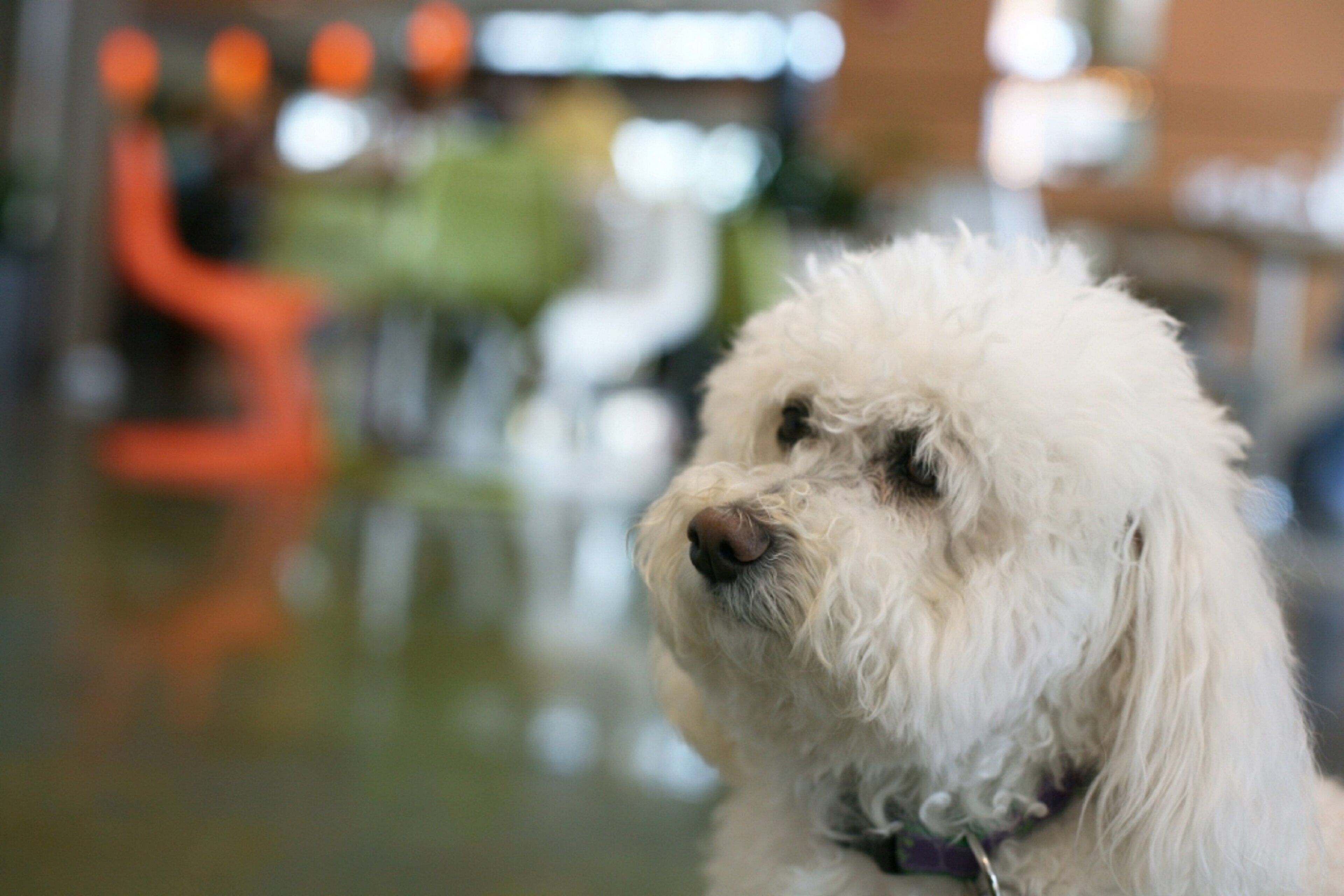 A white dog with a curly coat, sitting indoors with a blurred background.