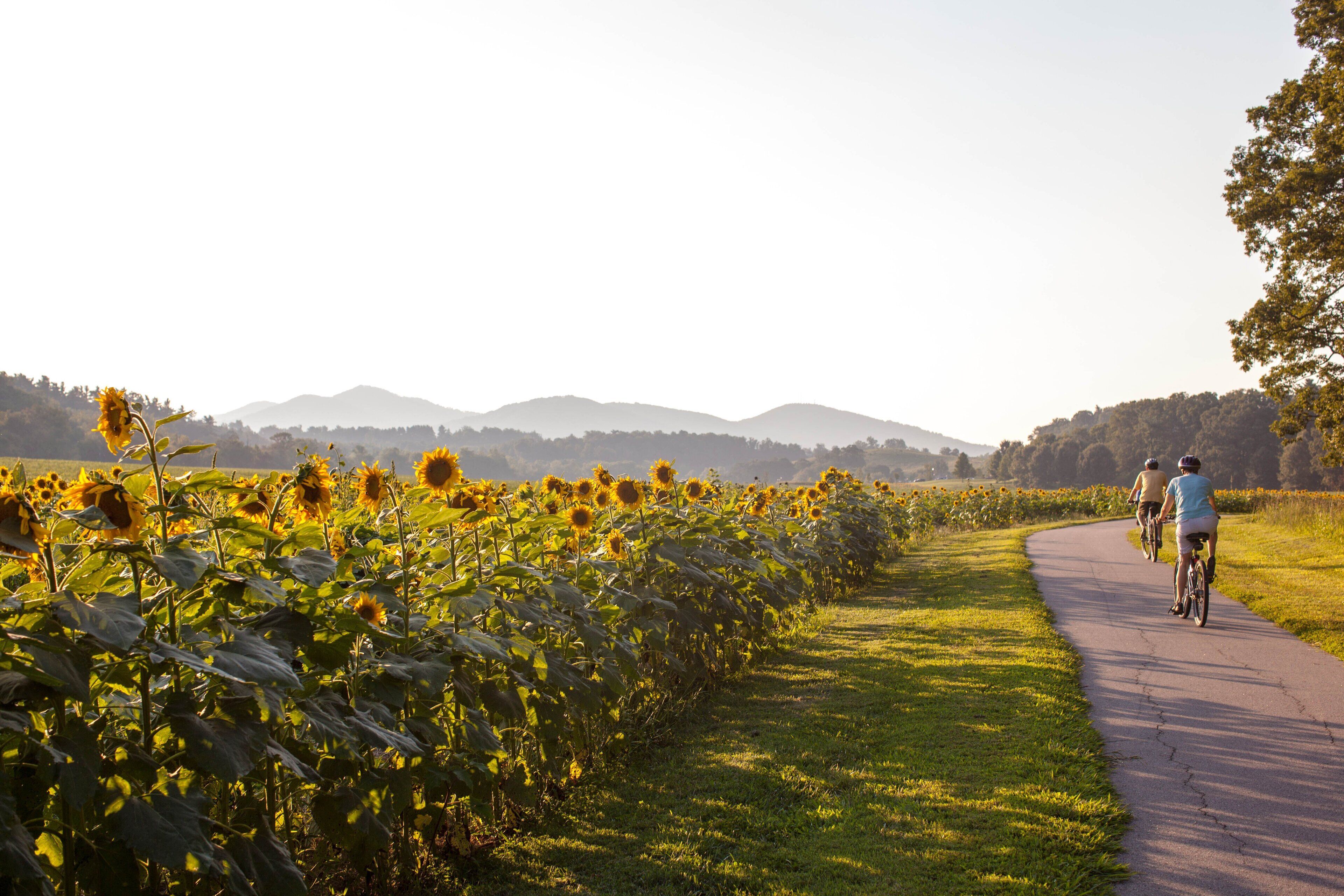 A pathway lined with sunflowers and two cyclists.