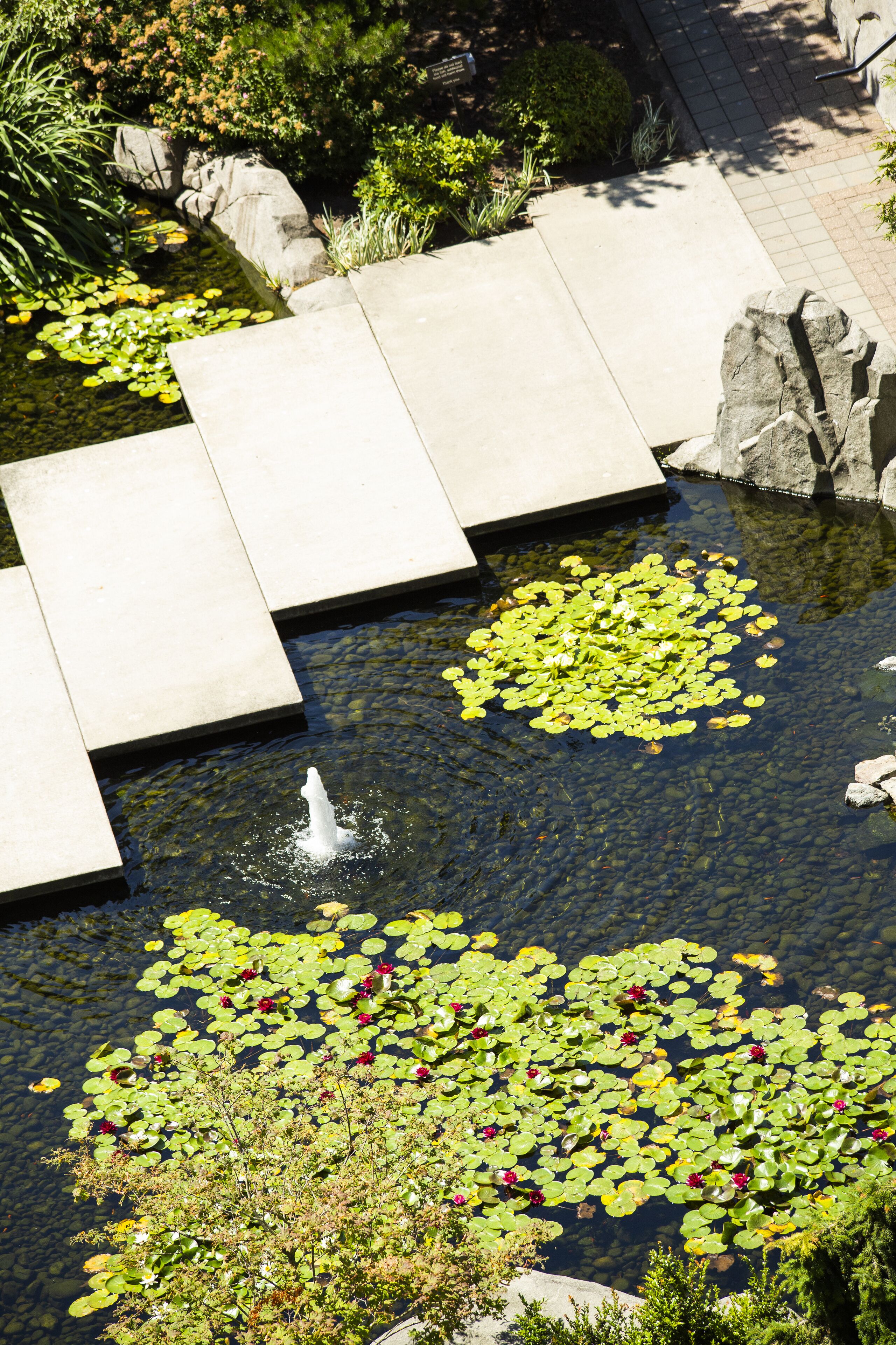 A pond with lily pads and a small fountain, surrounded by stone slabs and greenery.