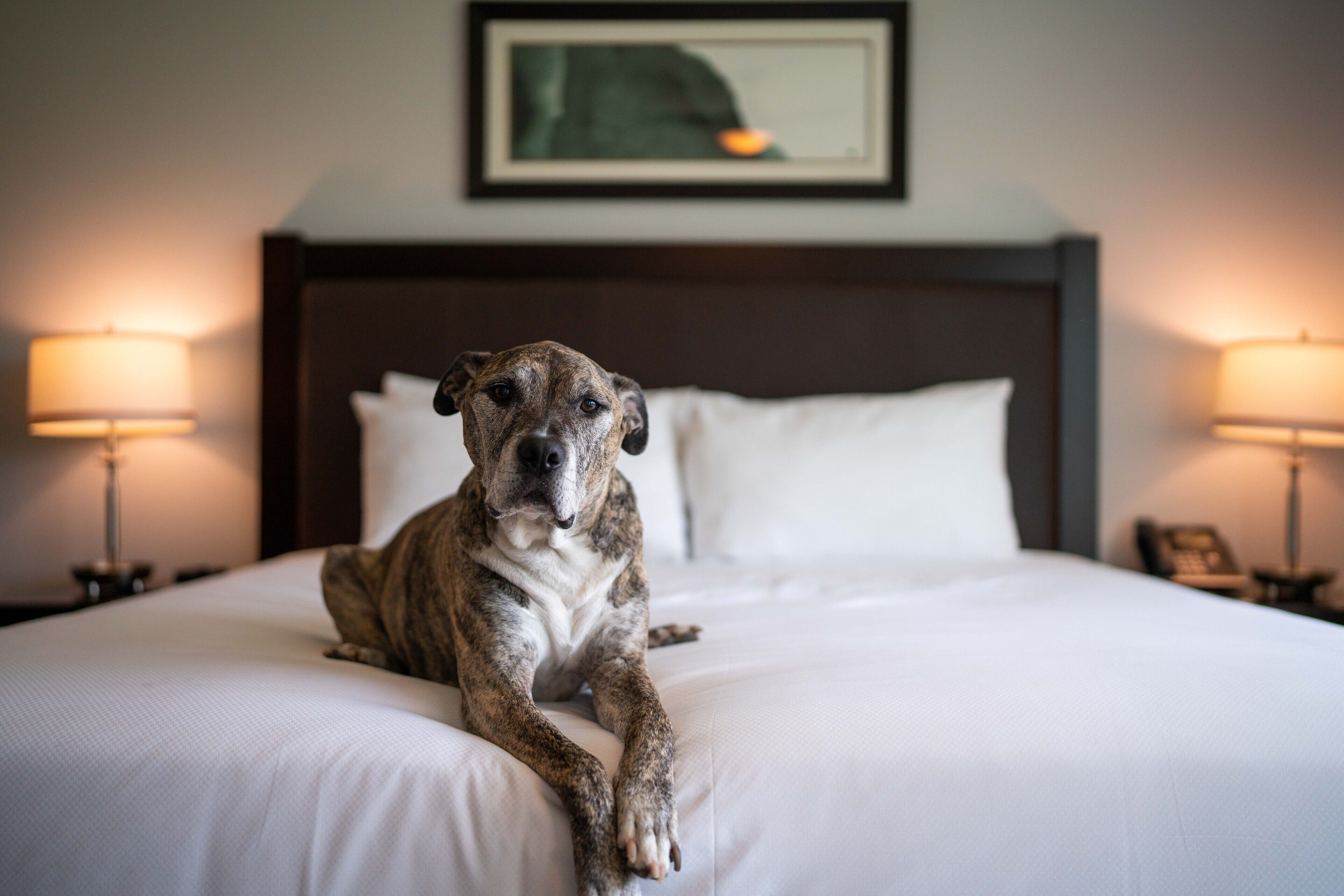 Un perro recostado en una cama en una habitación de hotel, con un cuadro en la pared y lámparas a ambos lados.
