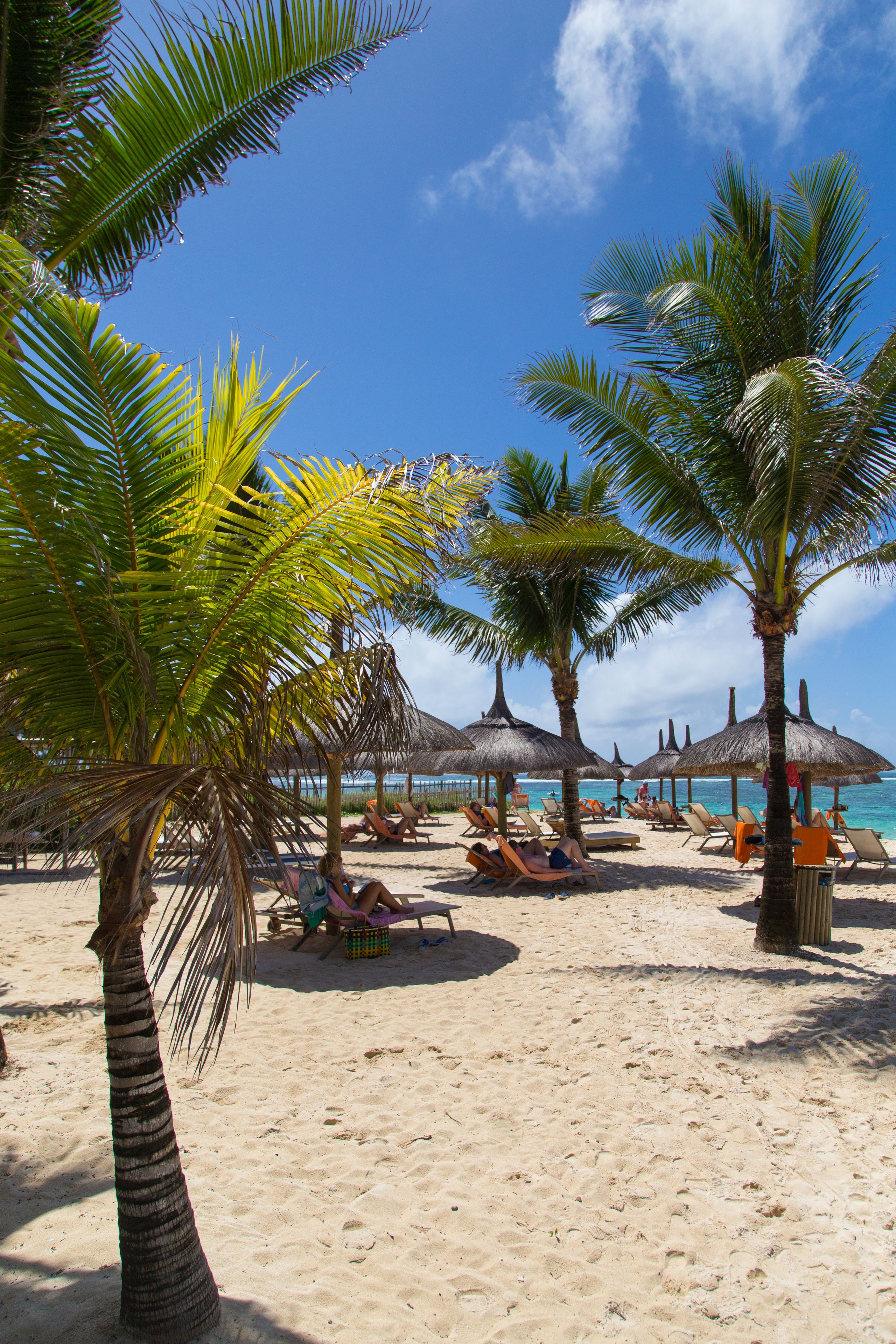 A beach with palm trees, sun loungers, and thatched umbrellas.