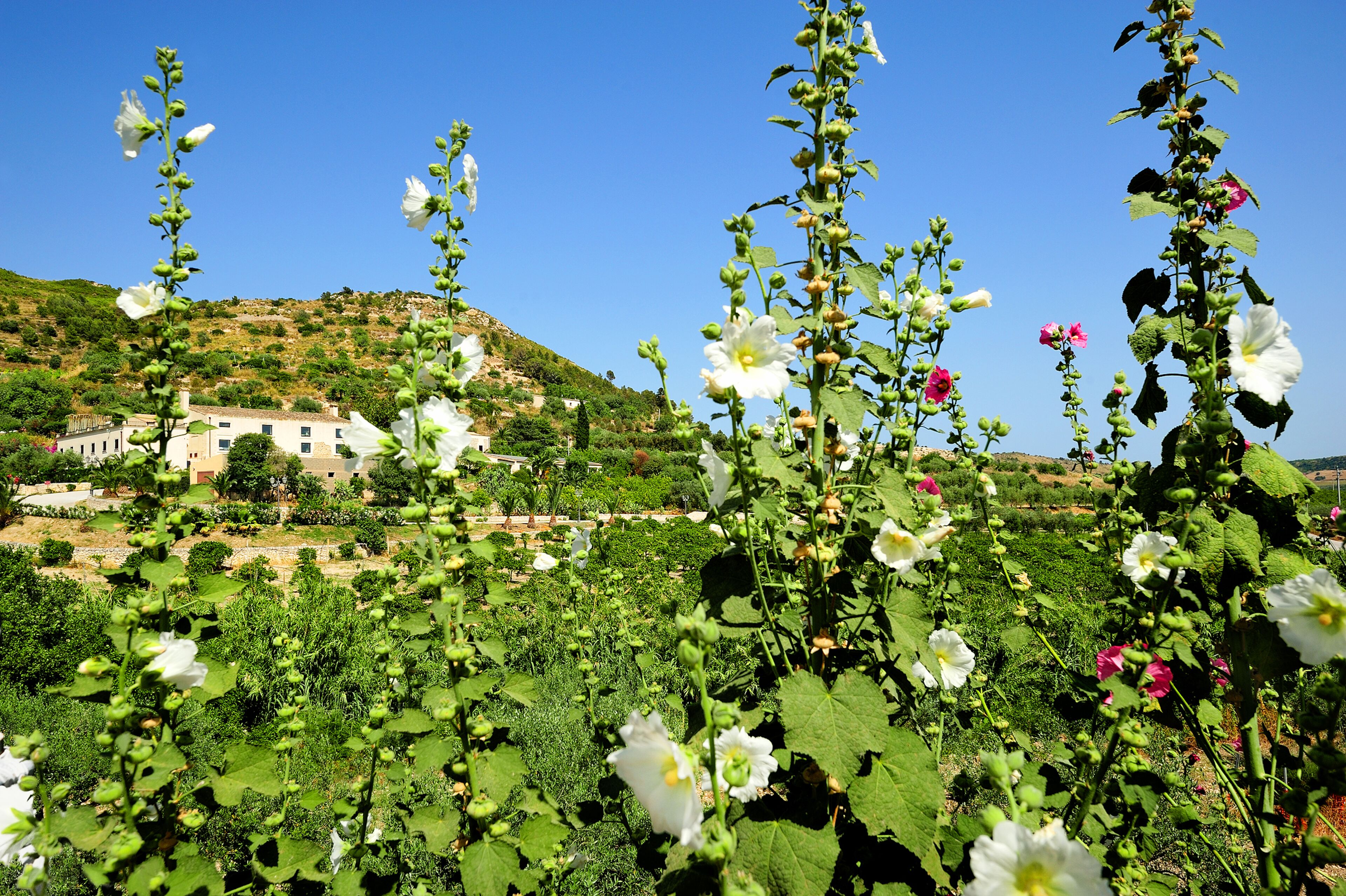 A rural landscape with a house on a hill, surrounded by greenery and flowering plants.