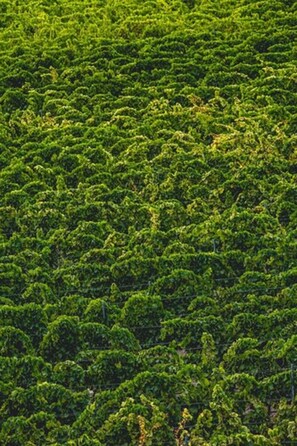 Panoramic Room, 1 Double Bed | Courtyard view