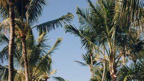 A pathway lined with palm trees and lounge chairs, leading to a building with a thatched roof. - Ambre - Adults only (Belle Mare)