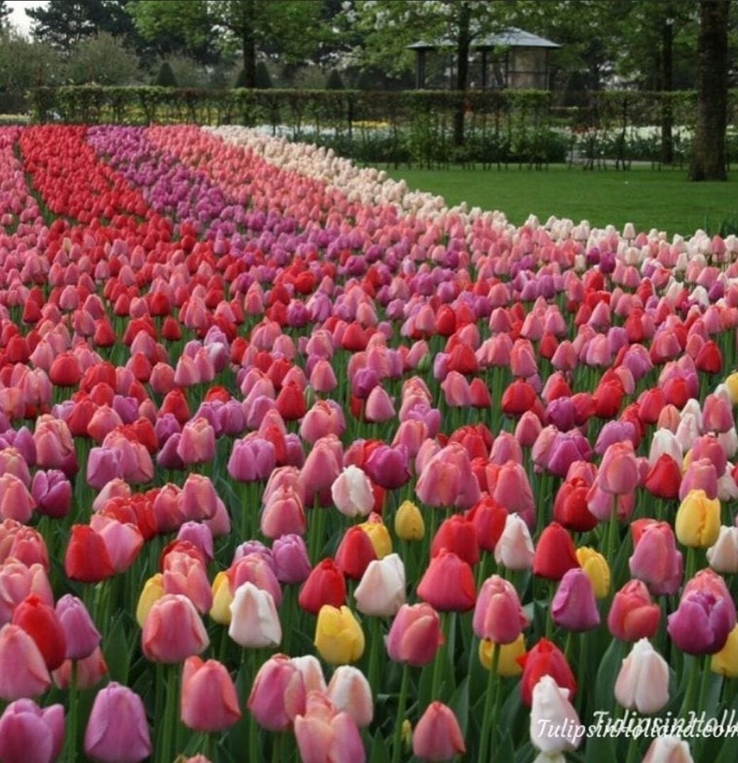 Foto - Hotel de Koophandel