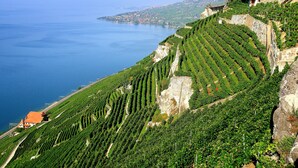 Un vignoble avec des rangées de vignes en terrasses sur une colline, surplombant un plan d’eau.