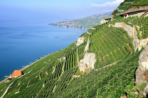 A vineyard with terraced rows of grapevines on a hillside overlooking a body of water.