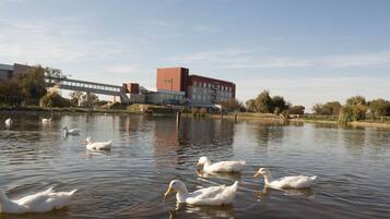 A serene lake with swans swimming, surrounded by a modern building with a red facade and a glass structure.