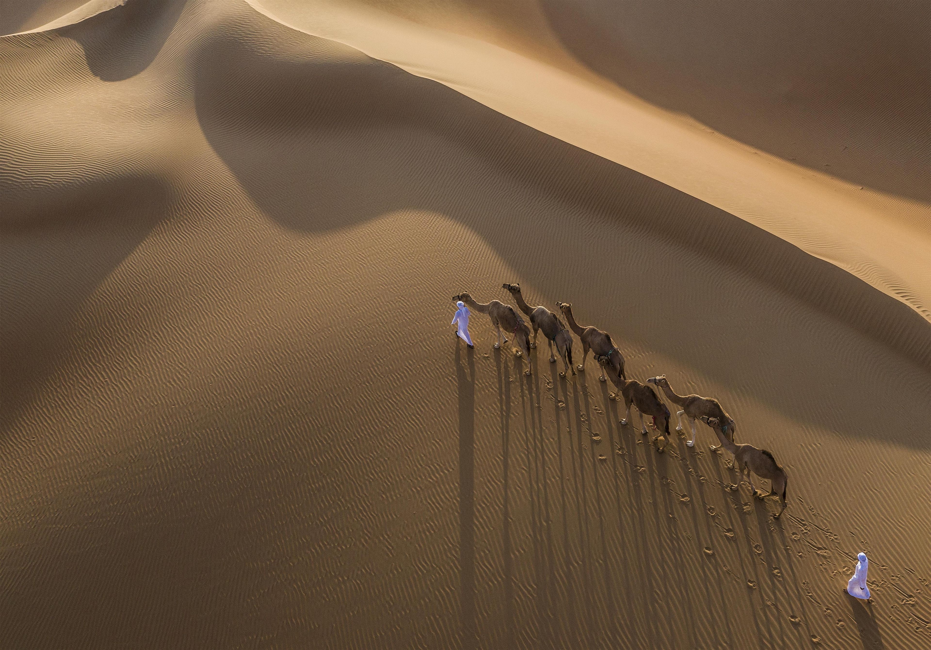 A group of camels and a person in a desert landscape.