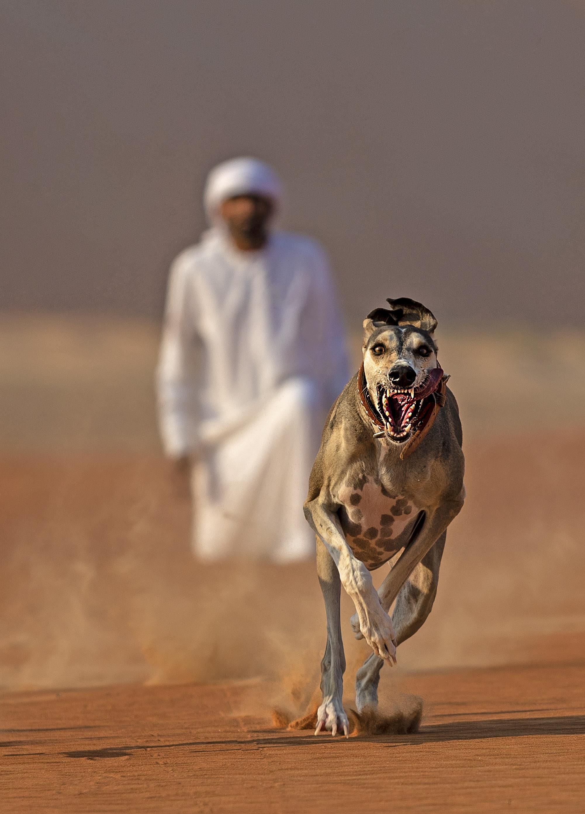 A dog running on a sandy surface with a person in the background.