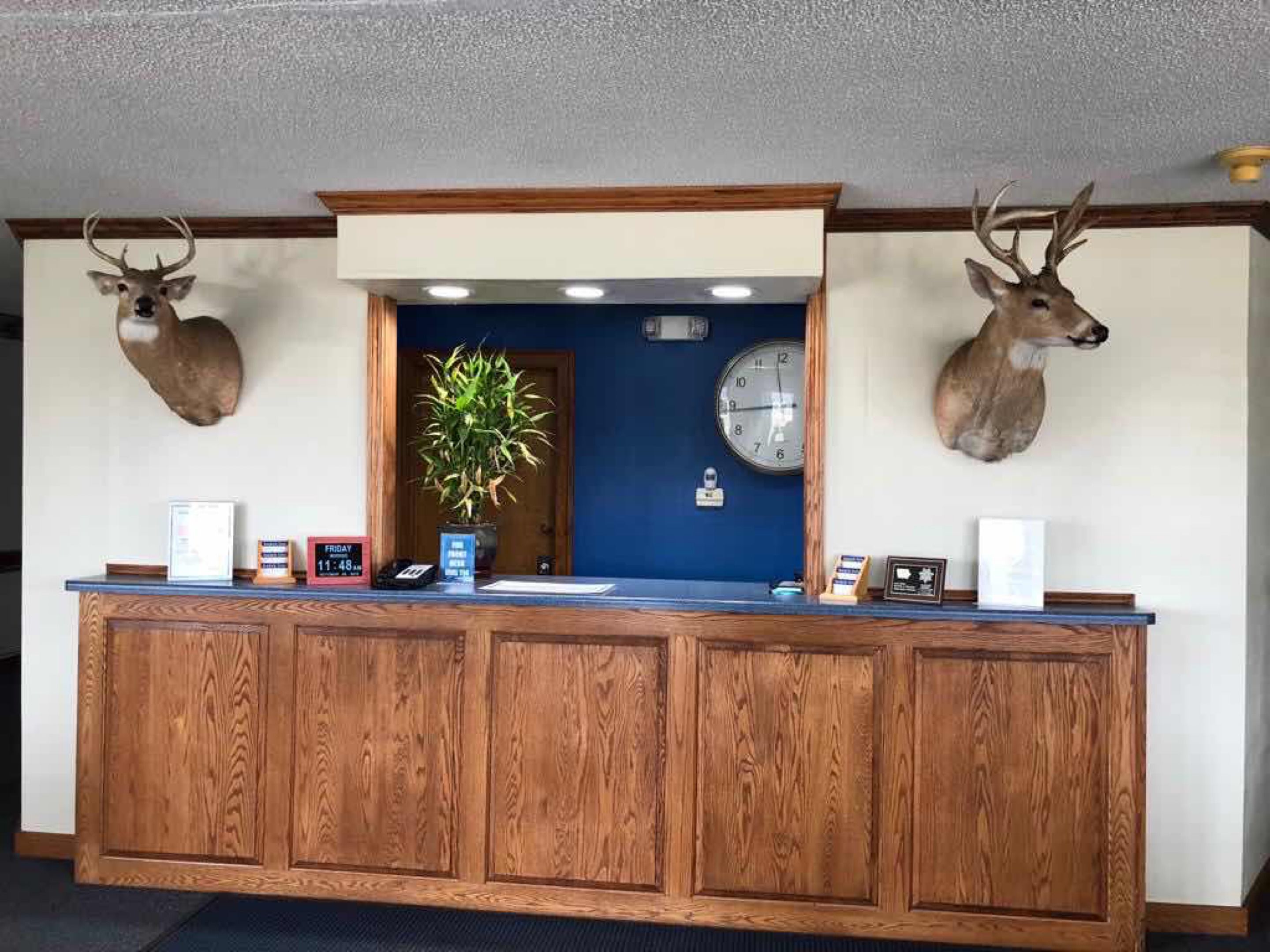 A reception desk with wooden paneling, a clock, and two mounted deer heads above it.