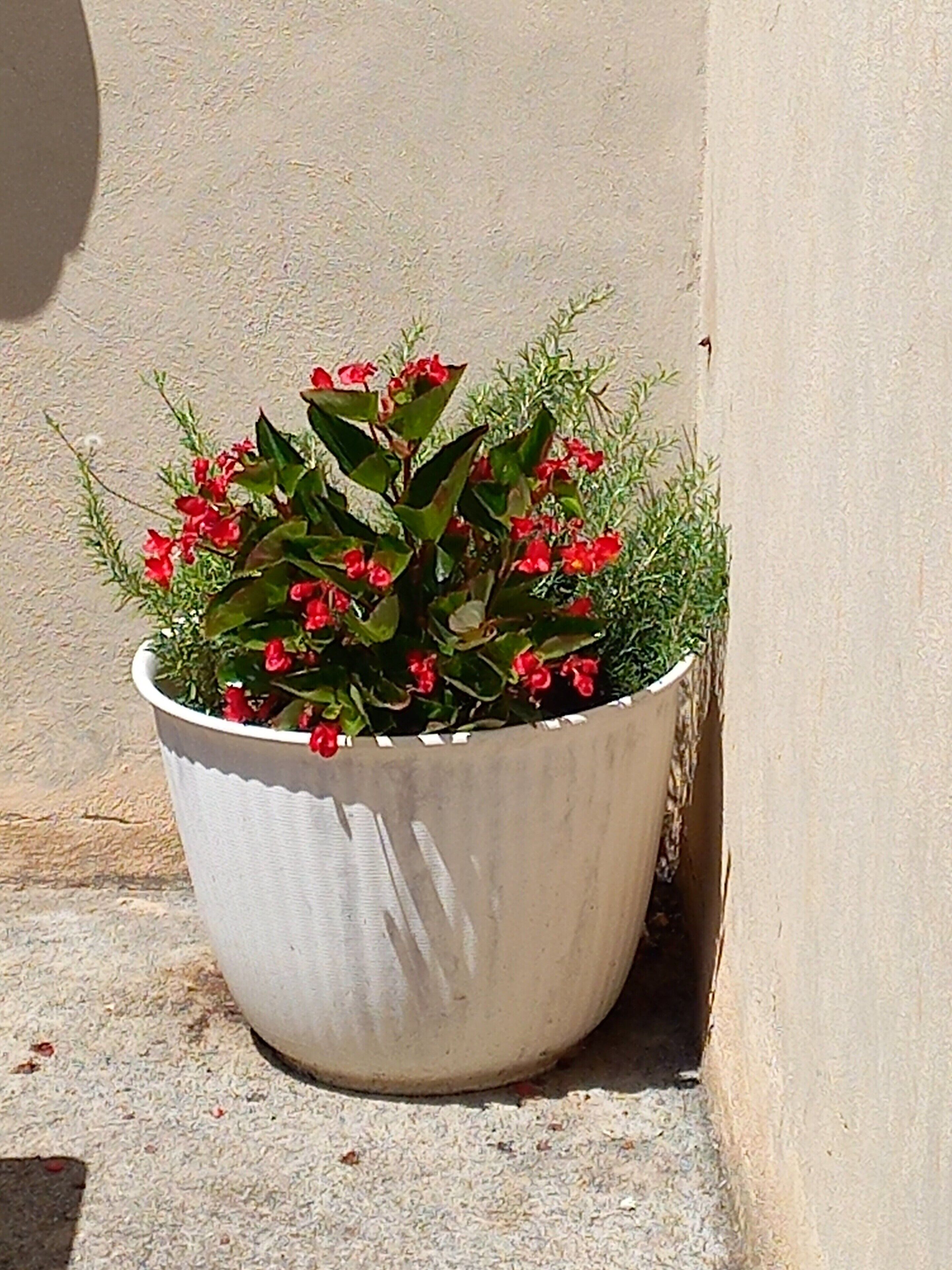 Foto - Hôtel Du Cours