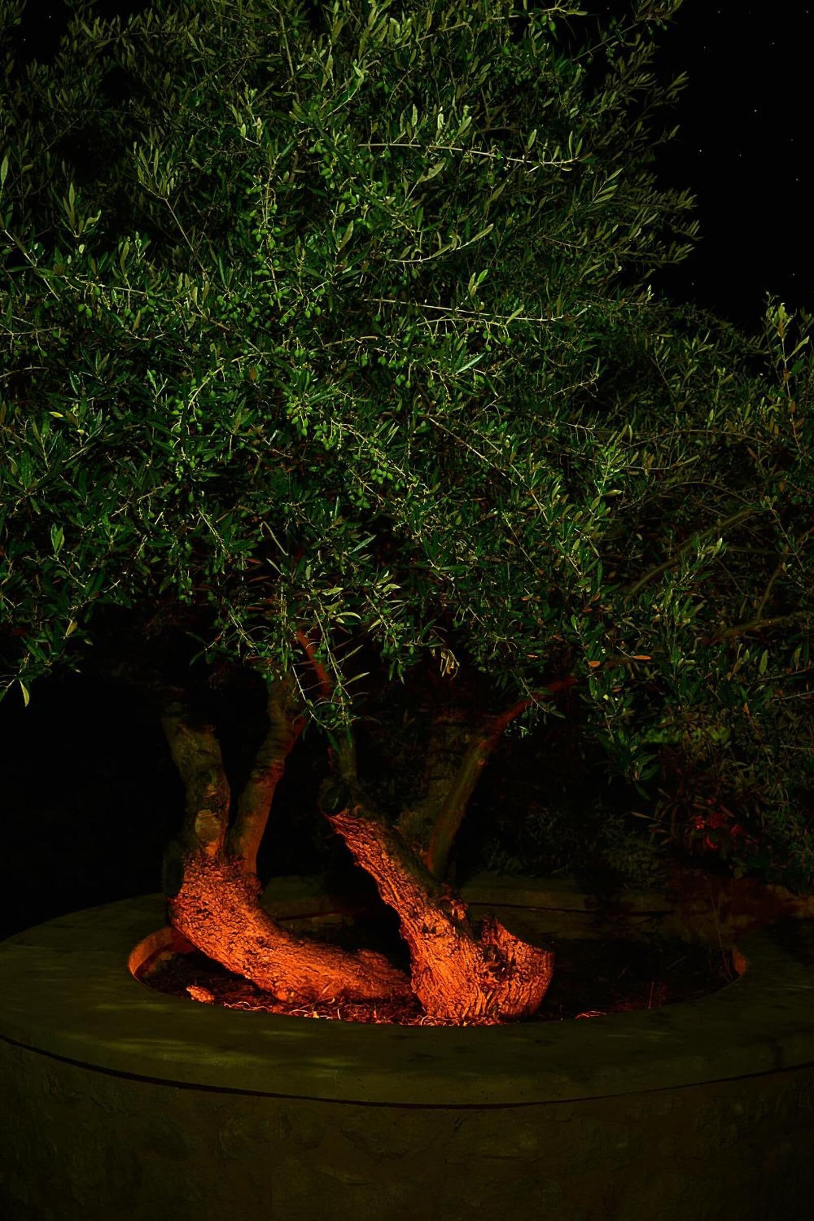 A bonsai tree with a thick trunk and dense foliage, placed in a circular stone planter.