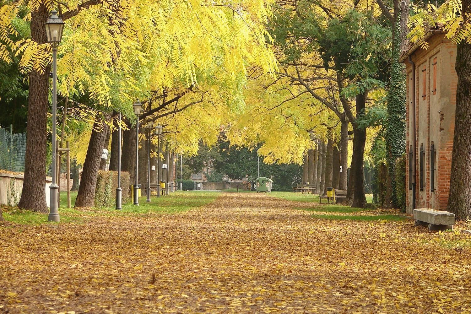 A pathway lined with trees and benches in a park setting.