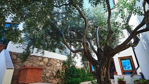 A courtyard with a large tree, stone wall, and potted plants.