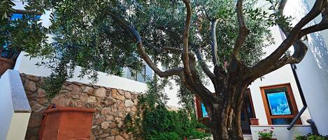 A courtyard with a large tree, stone wall, and potted plants.