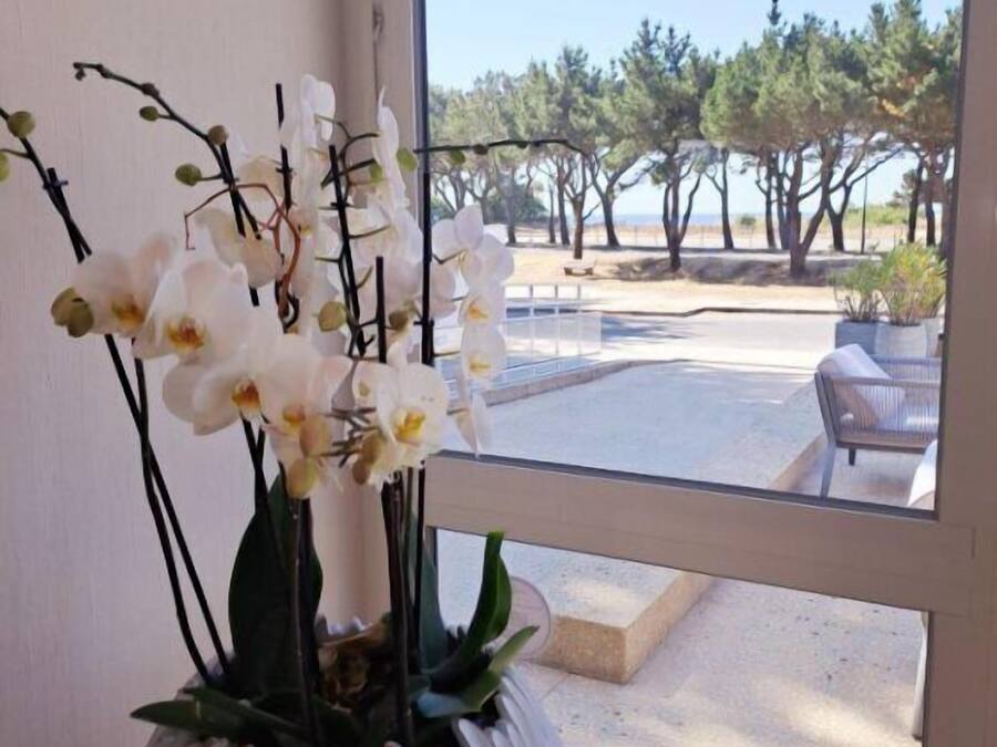 A potted orchid arrangement on a wooden stand by a window with a view of a parking area and trees.