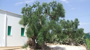 Property grounds - Masseria Casa Nostra (Fasano)