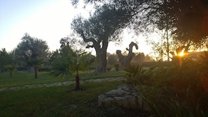 Un jardín con un árbol grande, una palmera y una roca al frente.