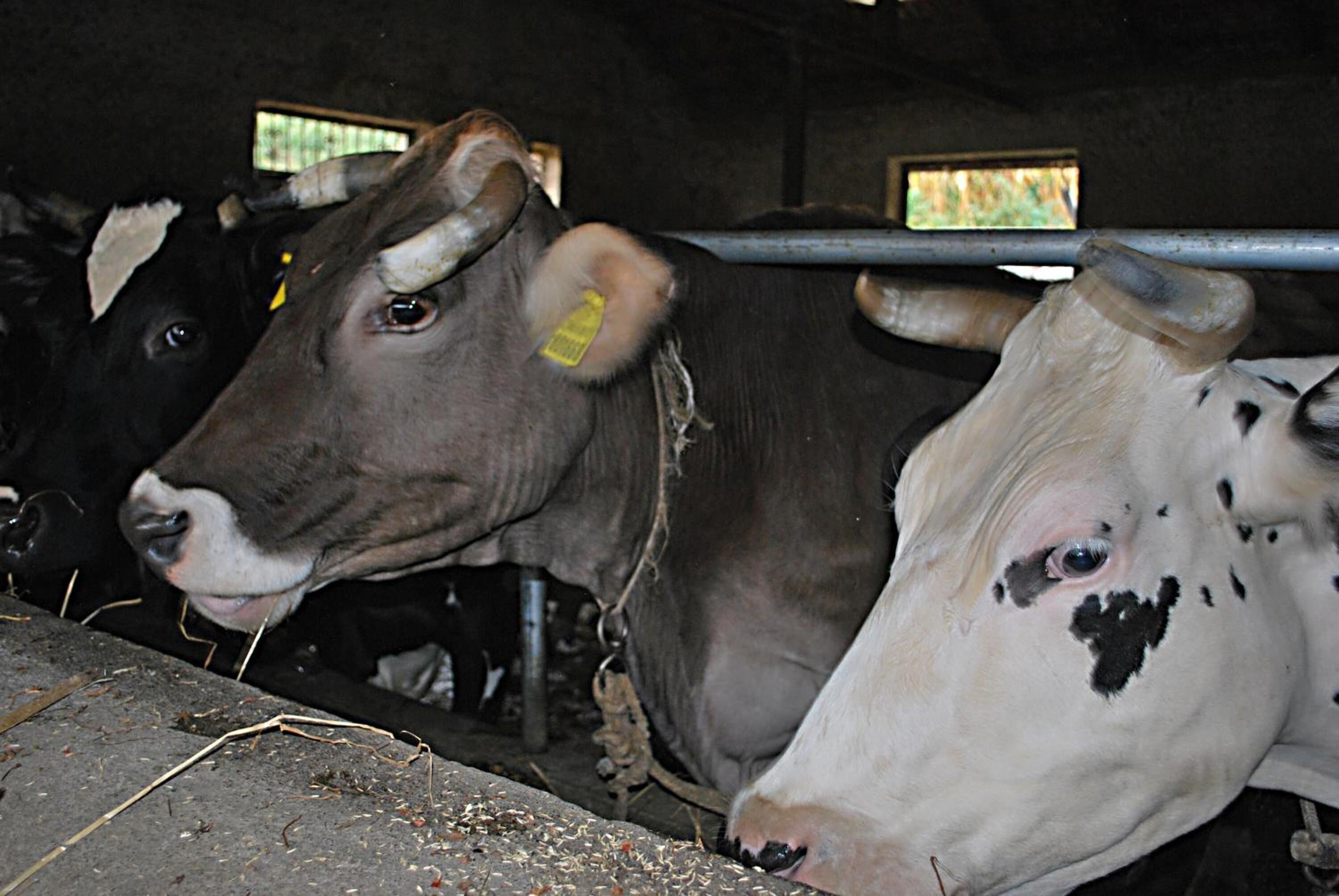 A cow with a yellow ear tag inside a barn.