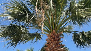 A palm tree with a clear blue sky in the background. - Ladonia Hotels Zemda Gümüşlük (Bodrum)