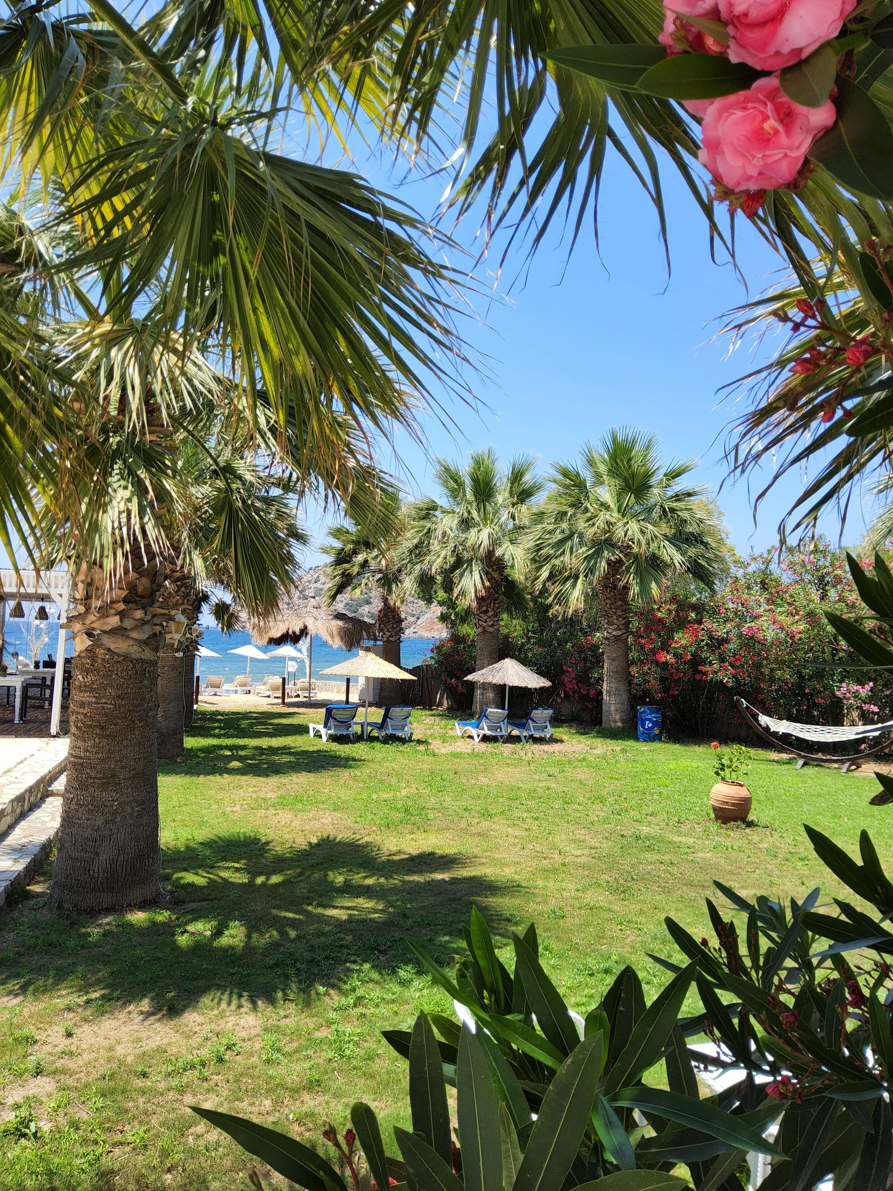 A garden with palm trees, a hammock, and a grassy area with lounge chairs.