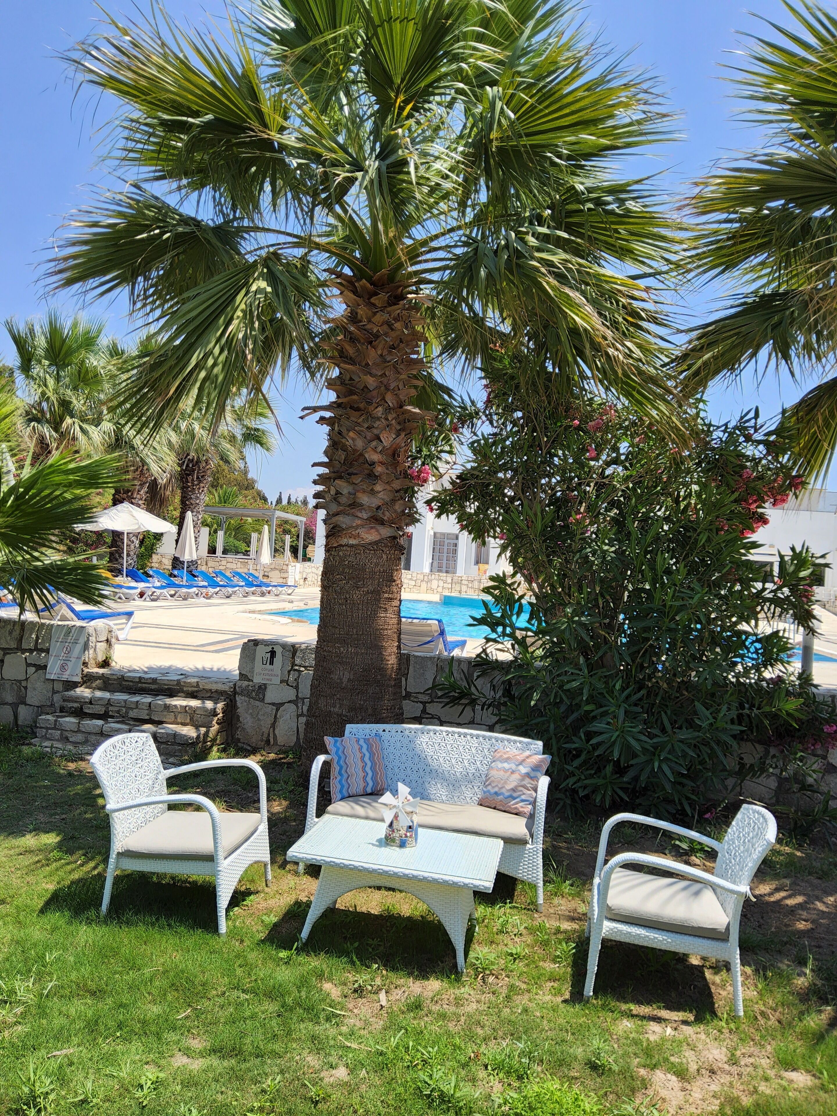 Un espace aménagé au bord de la piscine, avec un palmier, deux fauteuils en osier blanc, une petite table et une piscine en arrière-plan.