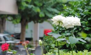 Outdoor dining - Hotel Yiorgos (Kos)