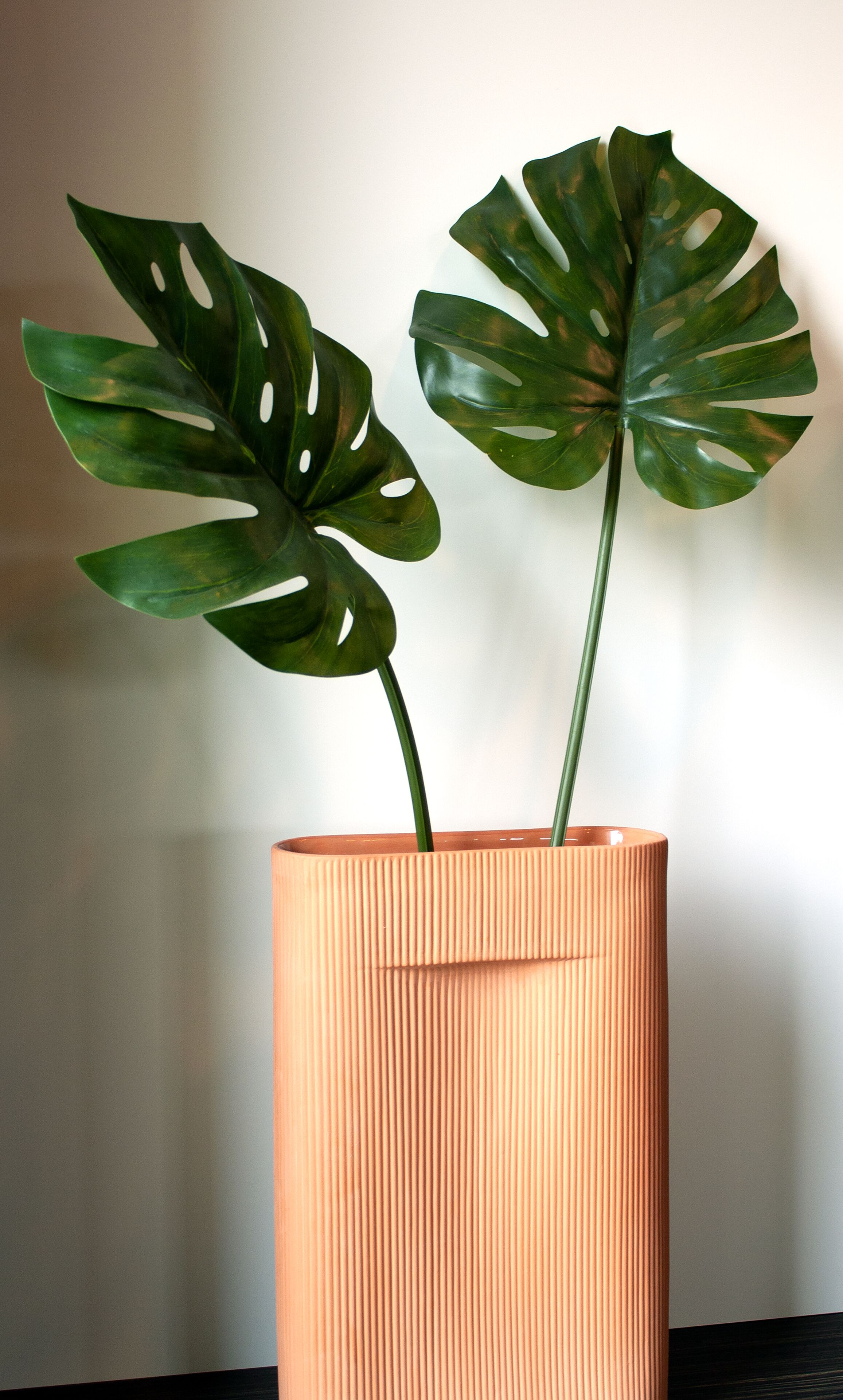 En potteplante med to store blade i en orange potte med riller.