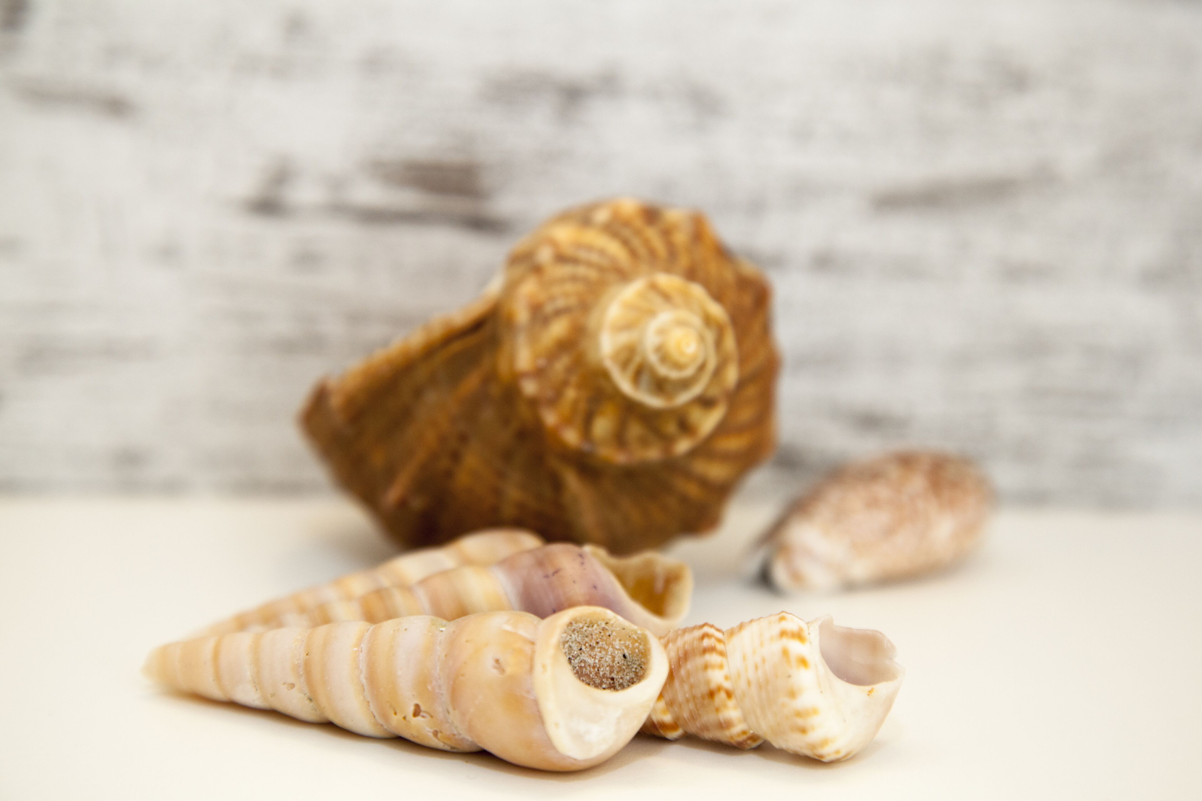 Photo - Hotel Orizzonte