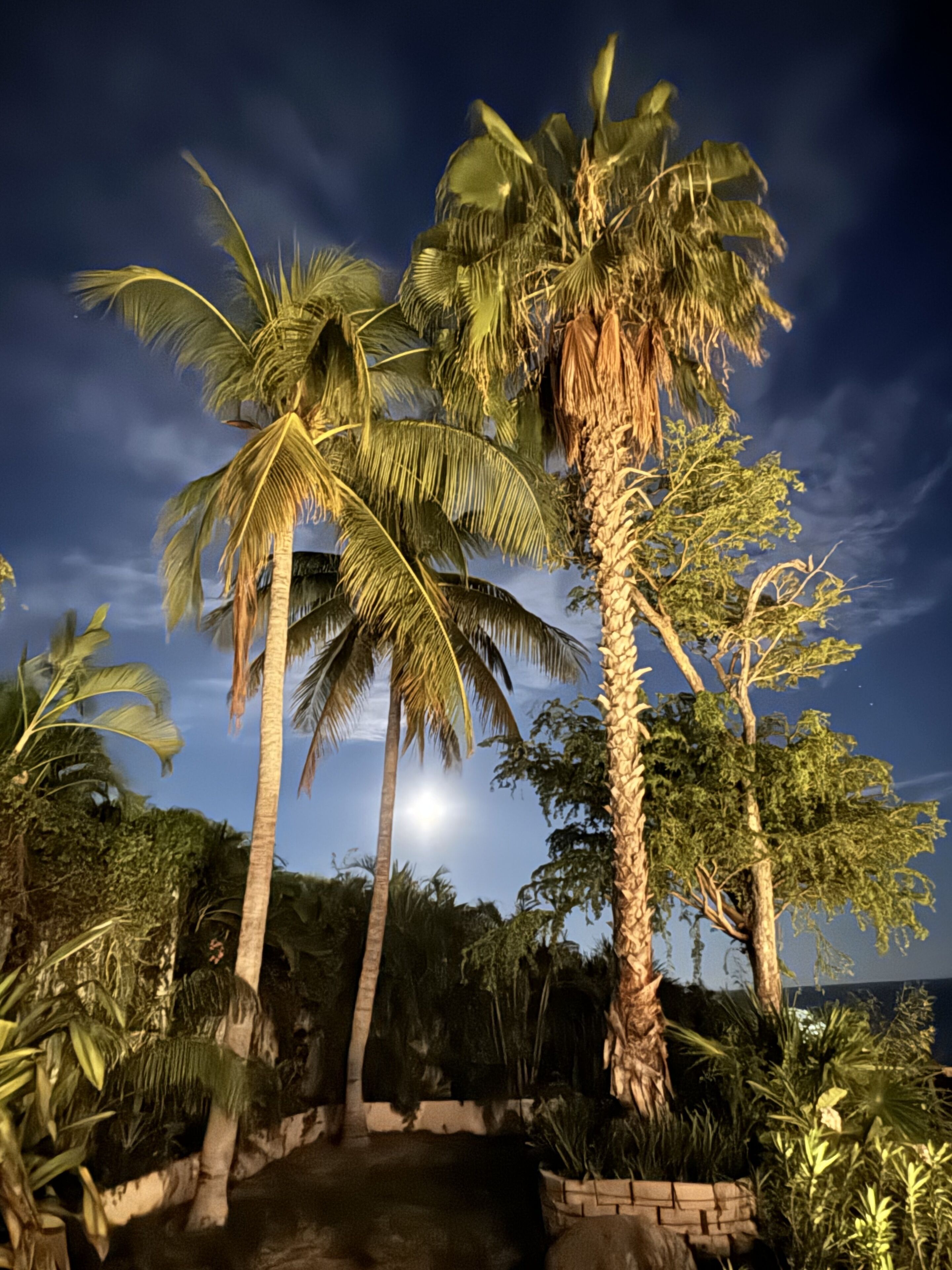A pathway leading through a tropical garden with palm trees and dense foliage.