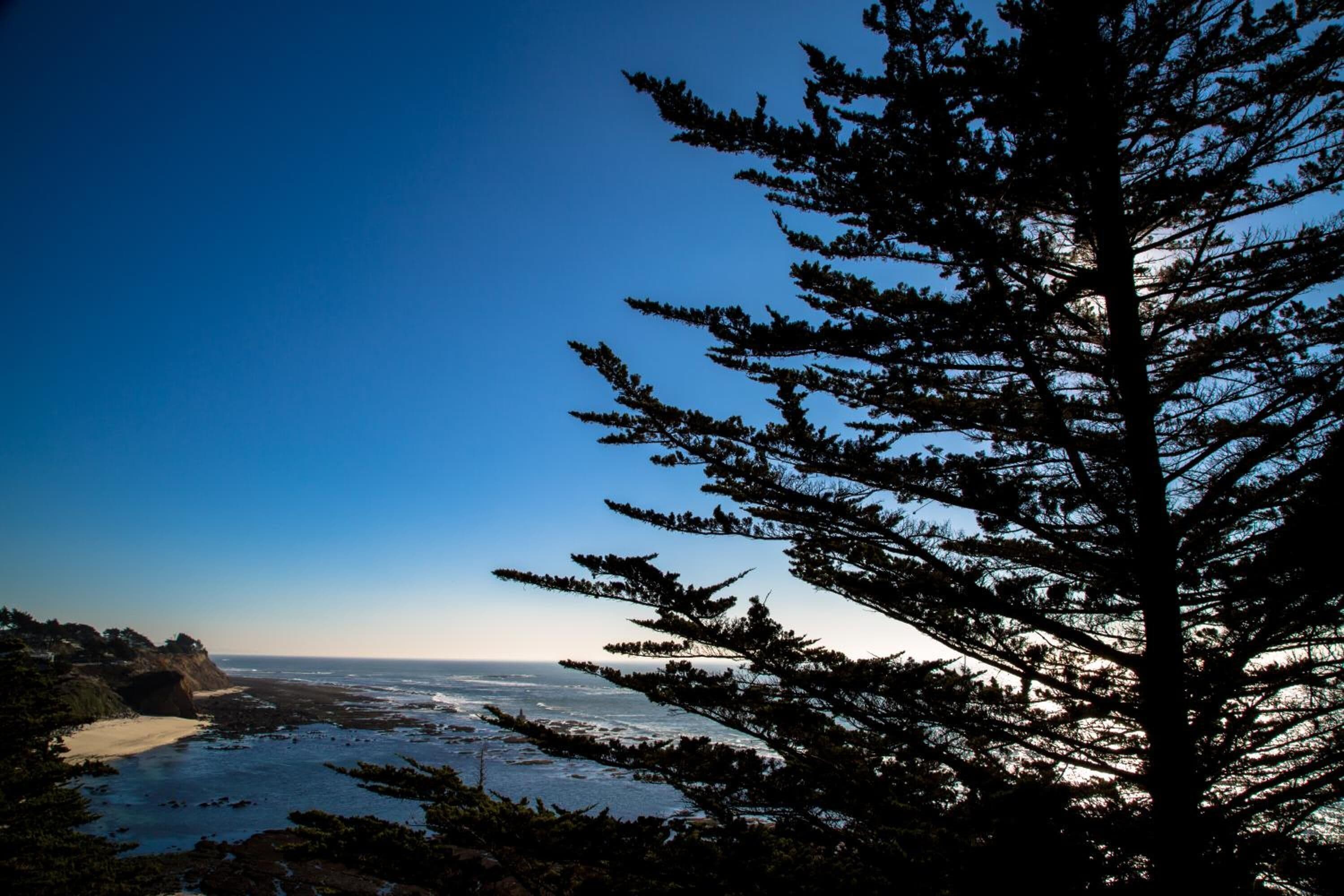 A coastal landscape with a prominent evergreen tree in the foreground, a sandy beach, and the ocean in the background.