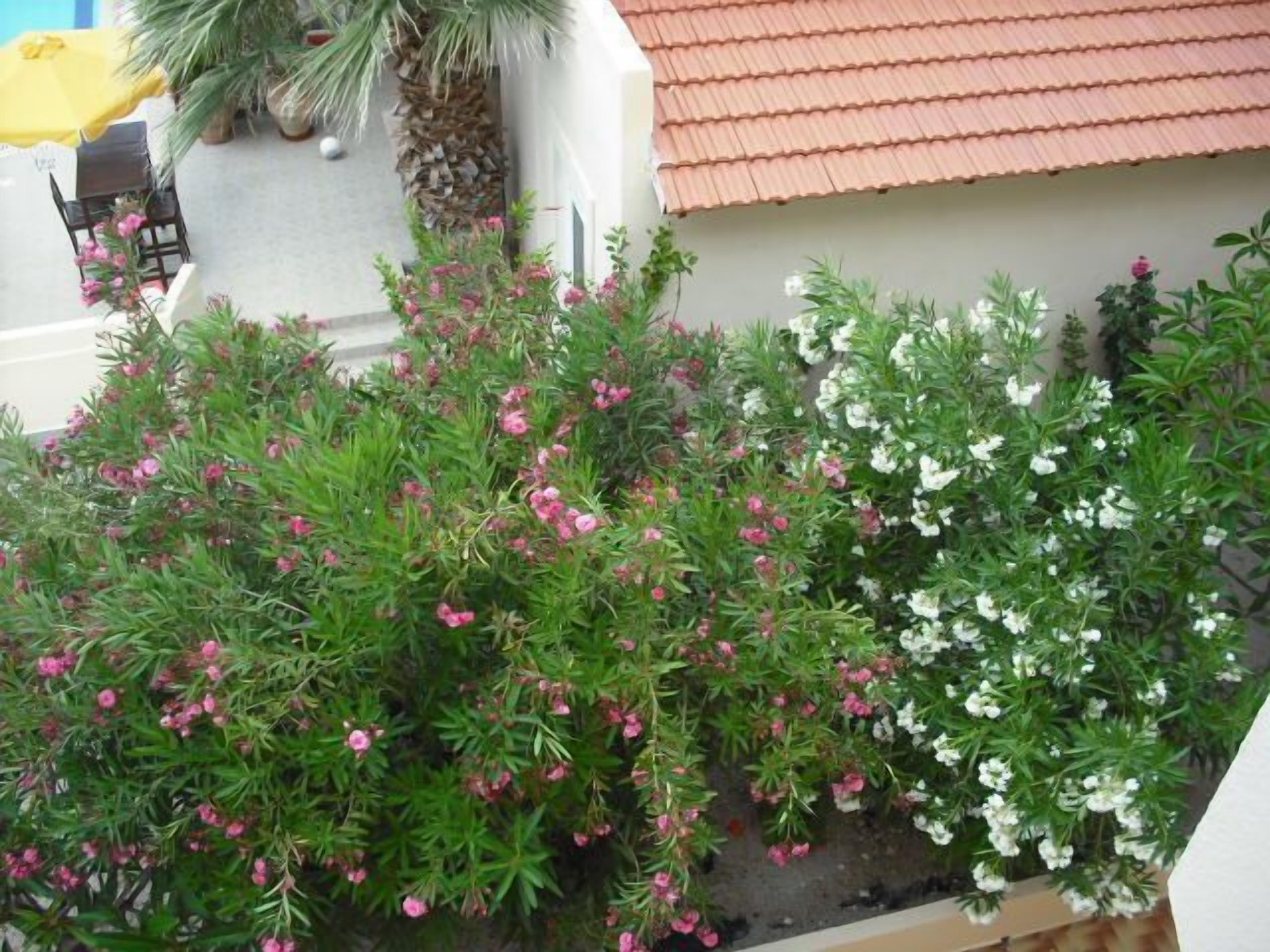 A garden with green foliage and pink and white flowers, a palm tree, and a building with a red roof.
