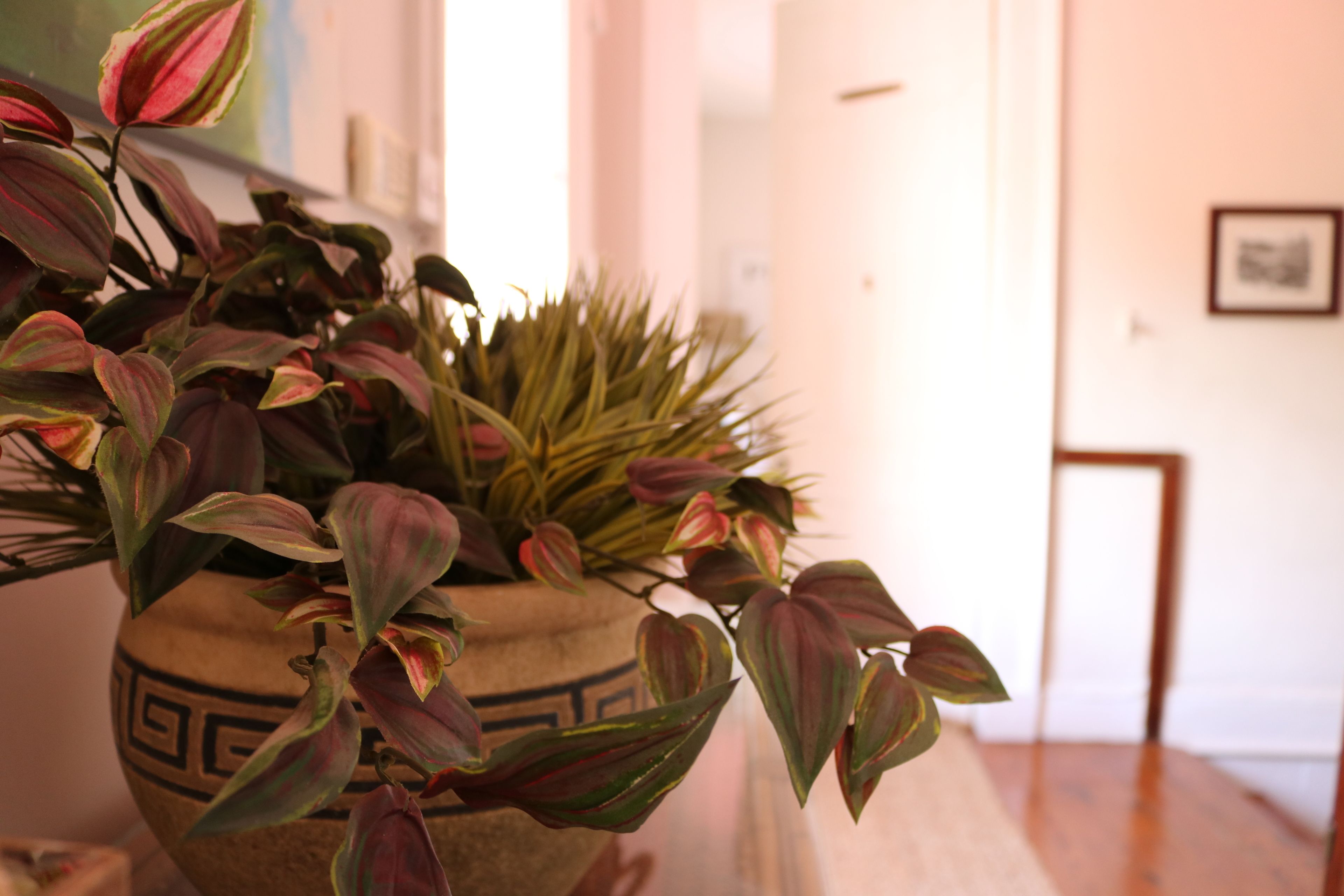 Une plante en pot, aux feuilles panachées, présentée dans un pot décoratif.