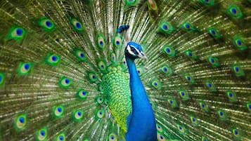 Sábanas de algodón egipcio y ropa de cama de alta calidad