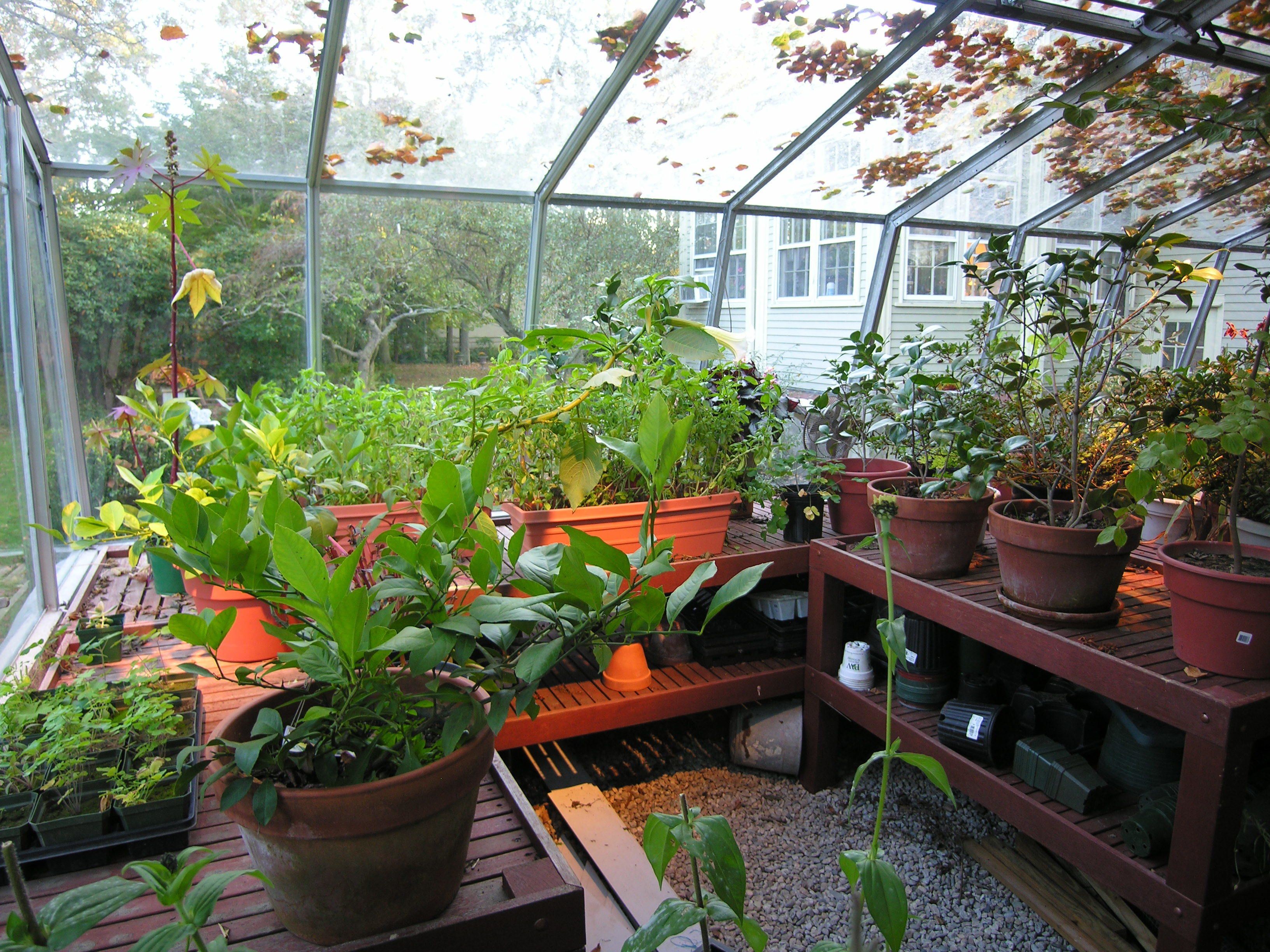 Una serra con diverse piante in vaso e articoli per il giardinaggio.