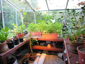 Une serre abritant diverses plantes en pot, disposées sur des étagères et des tables, et entourée de murs en verre.