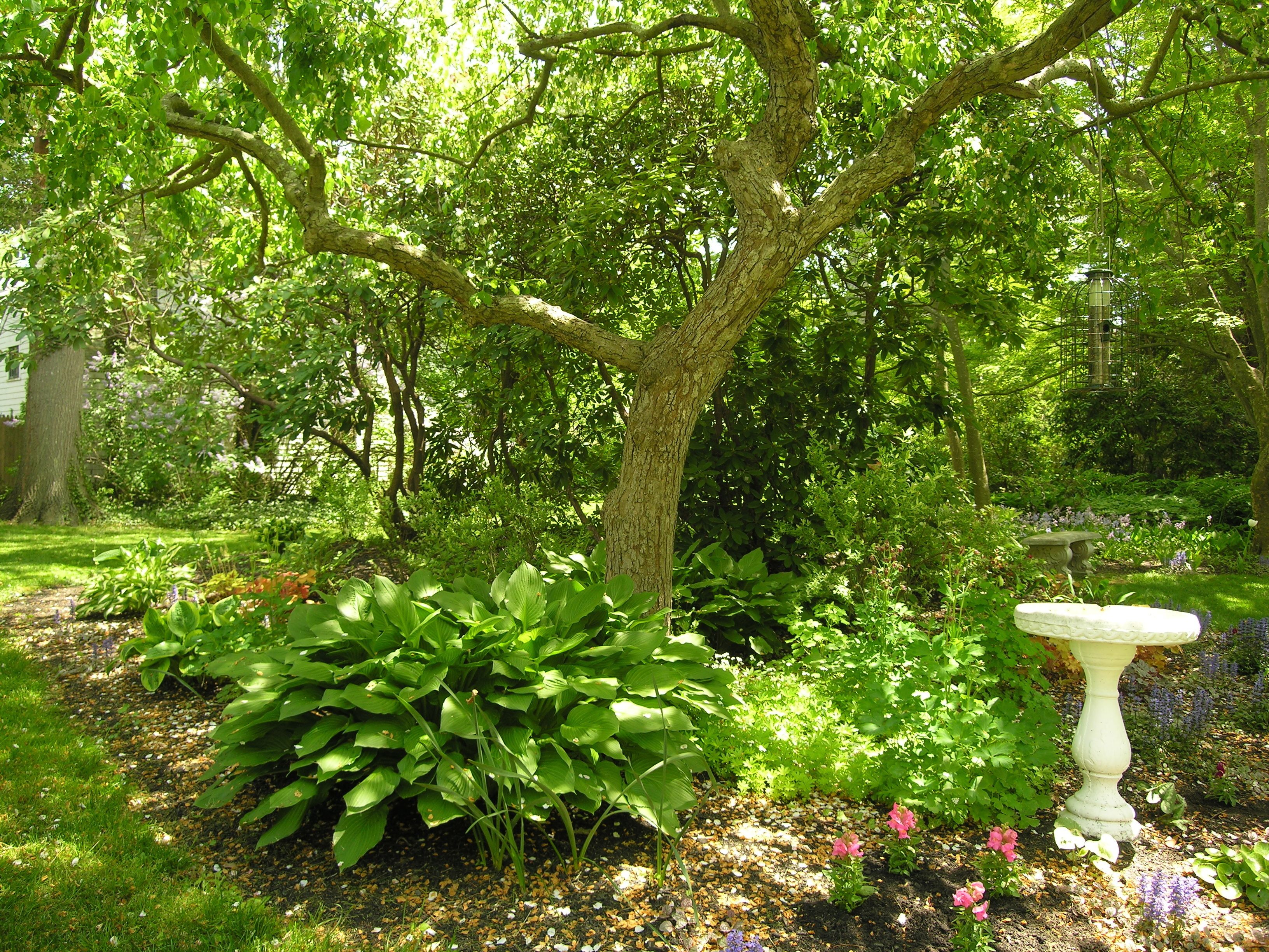 A garden with a large tree, a birdbath, and various plants.