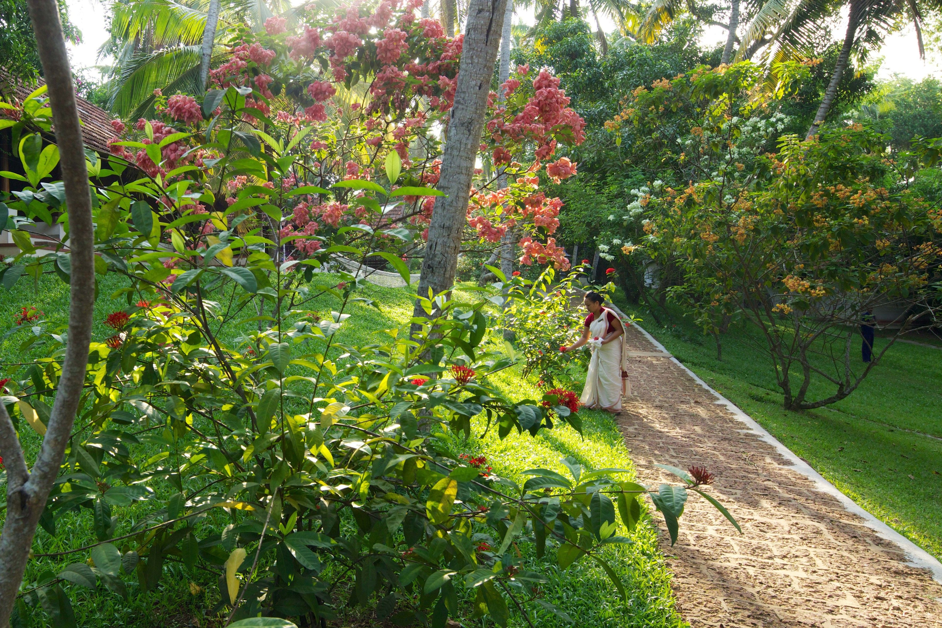 Een tuinpad met weelderige begroeiing en bloeiende planten.