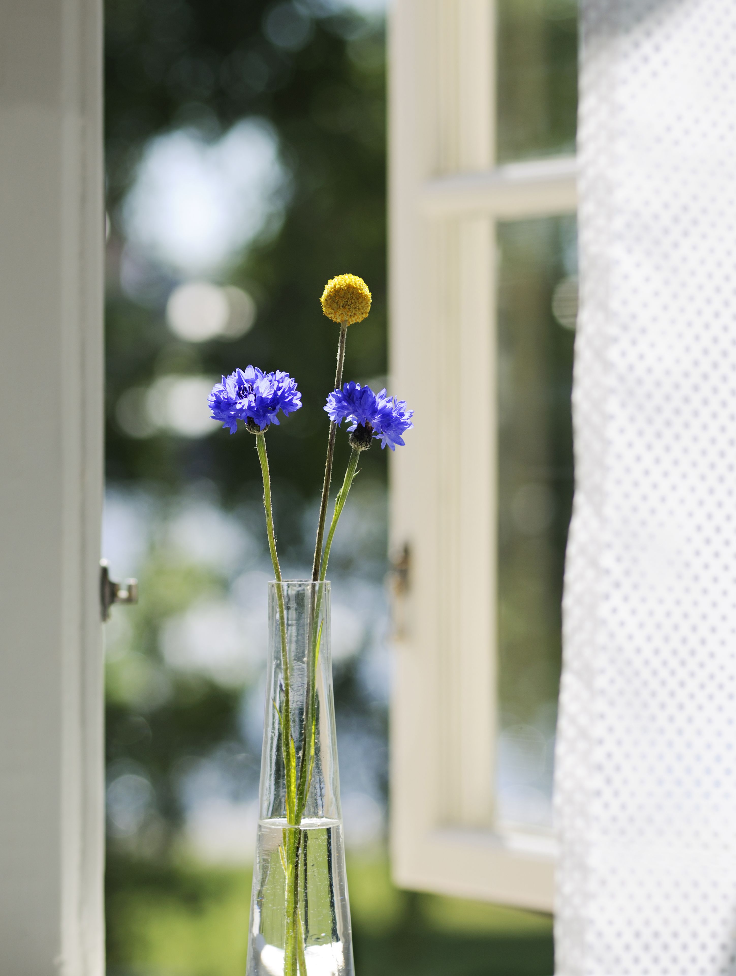 Un florero de vidrio transparente con flores azules y un centro amarillo, colocado junto a una ventana abierta.