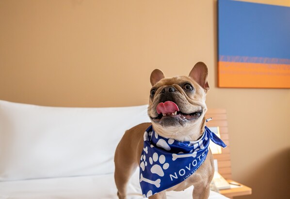 A dog with a blue bandana standing on a bed in a room with a plain wall and a painting.